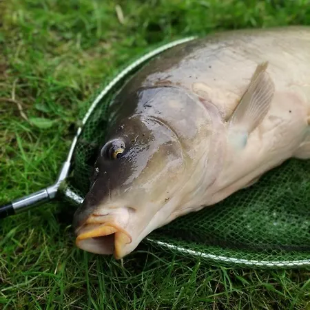 Deux étangs Poissonneux Au Milieu Des Bois Avec Moderne, La Halte Des Deux Lacs Сasa de vacaciones
